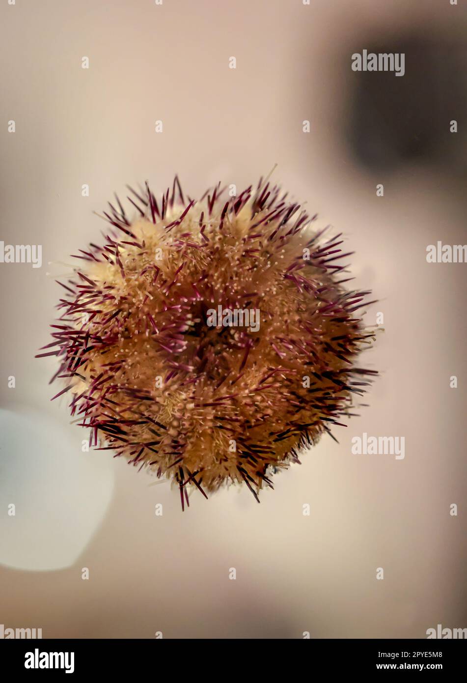 Ein Seeigel auf einer Aquariumscheibe. Gut, um den Mund zu erkennen. Stockfoto