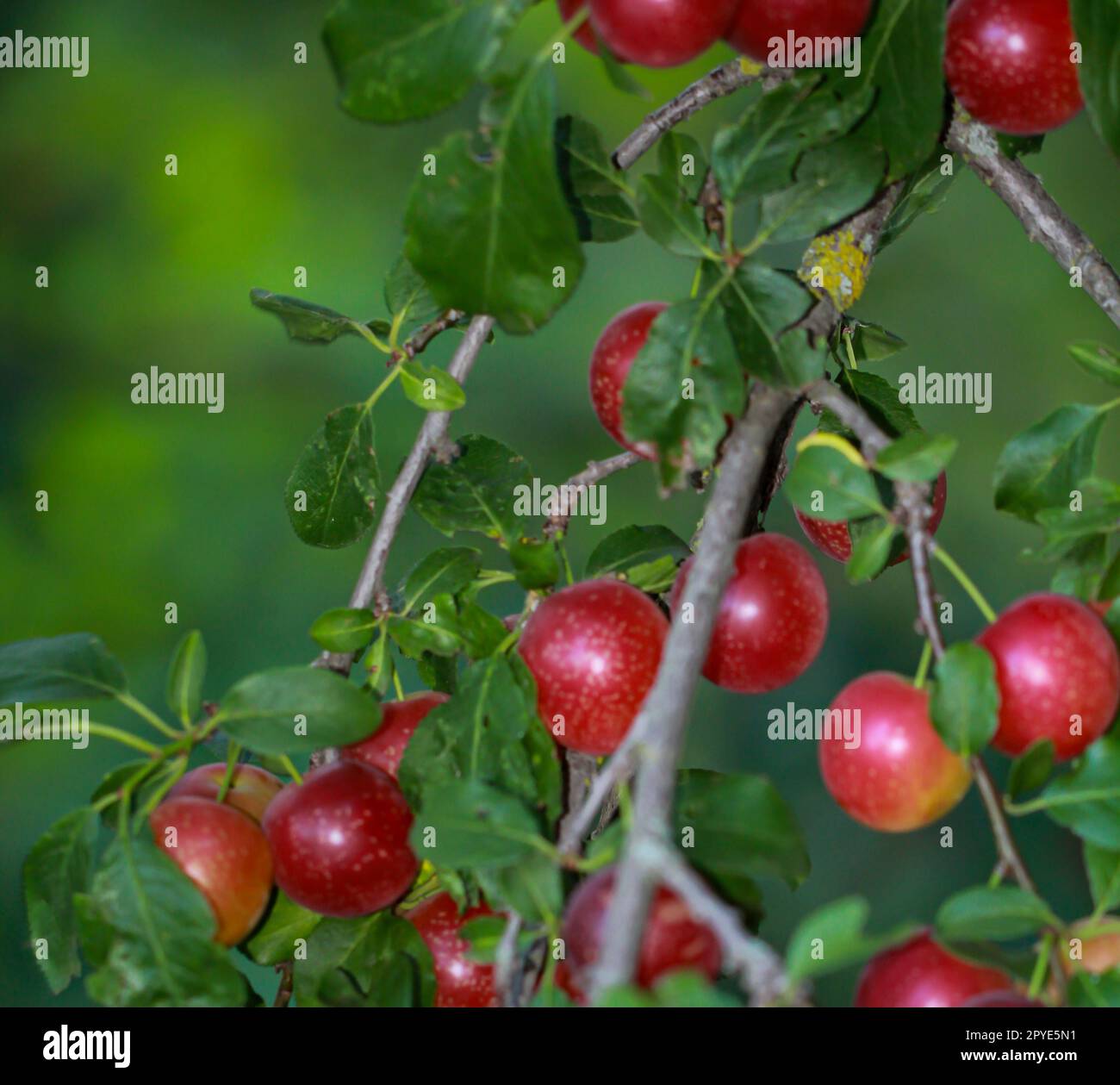 Im Spätsommer hängen viele reife Früchte, Pflaumen, Mirabellen oder Ähnliches auf einem Obstbaum. Stockfoto