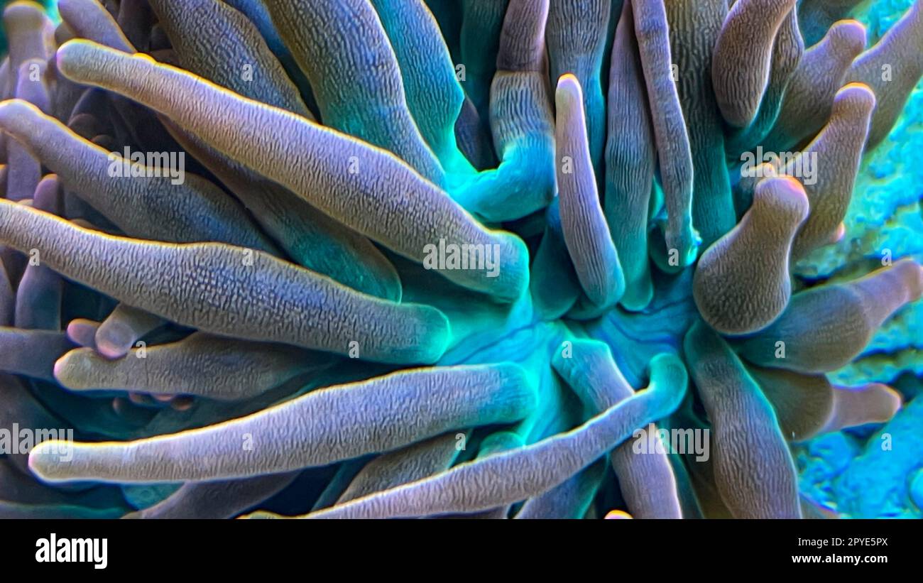 Nahaufnahme der Tentakel einer Kupferanemone in einem Meeresaquarium. Stockfoto