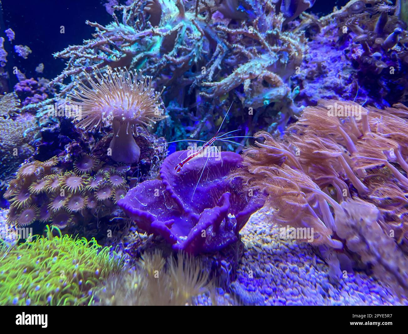 Unterwasserwelt mit Korallen und tropischen Fischen in einem Korallenriff. Korallen, Anemonen, Kreaturen in einem Meeresaquarium. Stockfoto