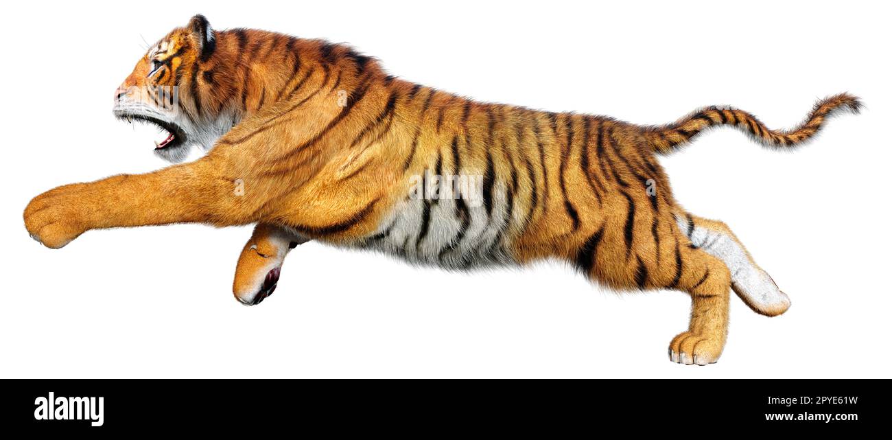 3D-Rendering von einer großen Katze Tiger auf weißem Hintergrund Stockfoto
