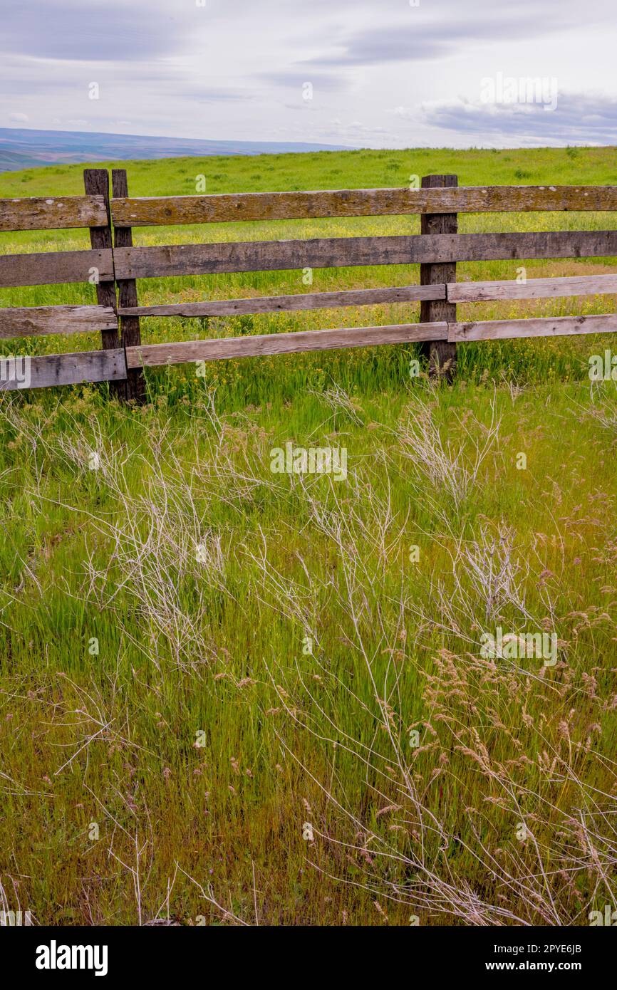 Die historische Dalles Mountain Ranch in der Nähe von Lyle im Klickitat County, Washington, USA, ist im Frühling mit Gräsern verzaubert. Stockfoto