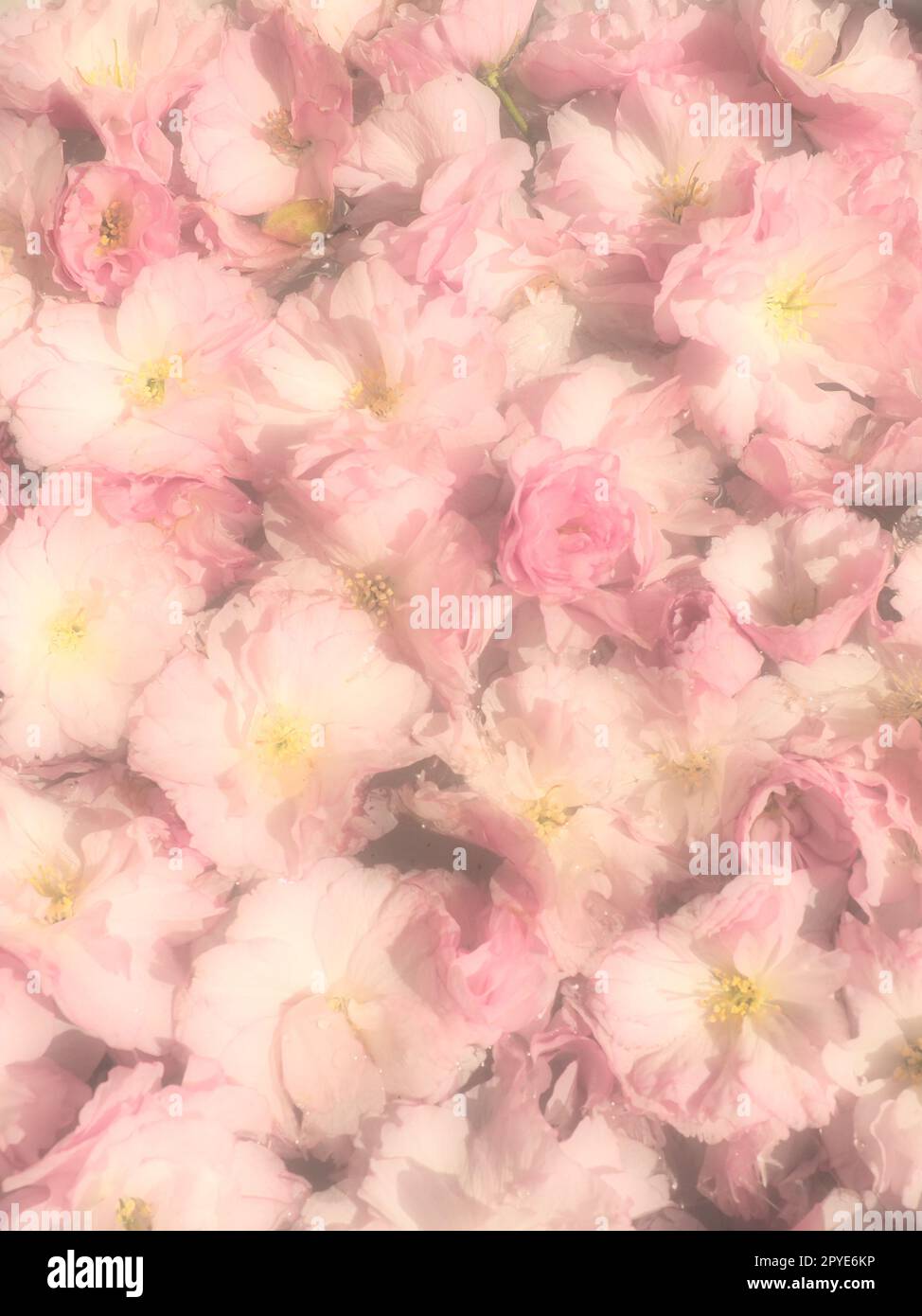 Rosa Blumen Kirschsakura Hintergrund. Blumenwand. Weichzeichnerfokus. Die Feiertagspostkarte. Rosa Blütenblätter und gelbe Stäbe. Wunderschöner Hintergrund. Verschwommene Kunst. Frühlingskirschblüte. Prunus serrulata. Stockfoto