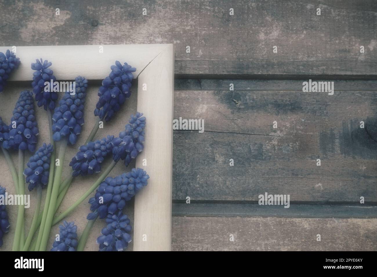 Blaue Frühlingsblumen auf einem hölzernen Bilderrahmen. Muscari armeniacum auf Holzhintergrund. Helle Postkarte, Glückwunsch. Kopierraum Standleben flach liegend. Retro-Vintage-Style. Armenische Traubenhyazinthe. Stockfoto