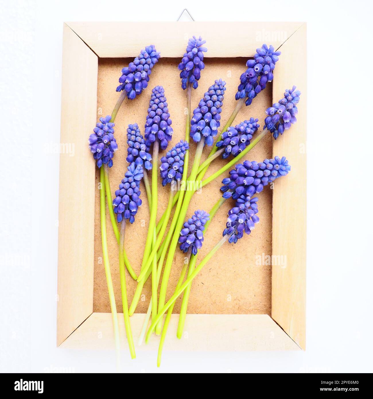 Blaue Frühlingsblumen auf weißem Hintergrund. Muscari armeniacum. Helle Postkarte, Glückwunsch. Kopierraum Standleben flach liegend. Armenische Traubenhyazinthe. Bilderrahmen aus Karton und Holz Stockfoto