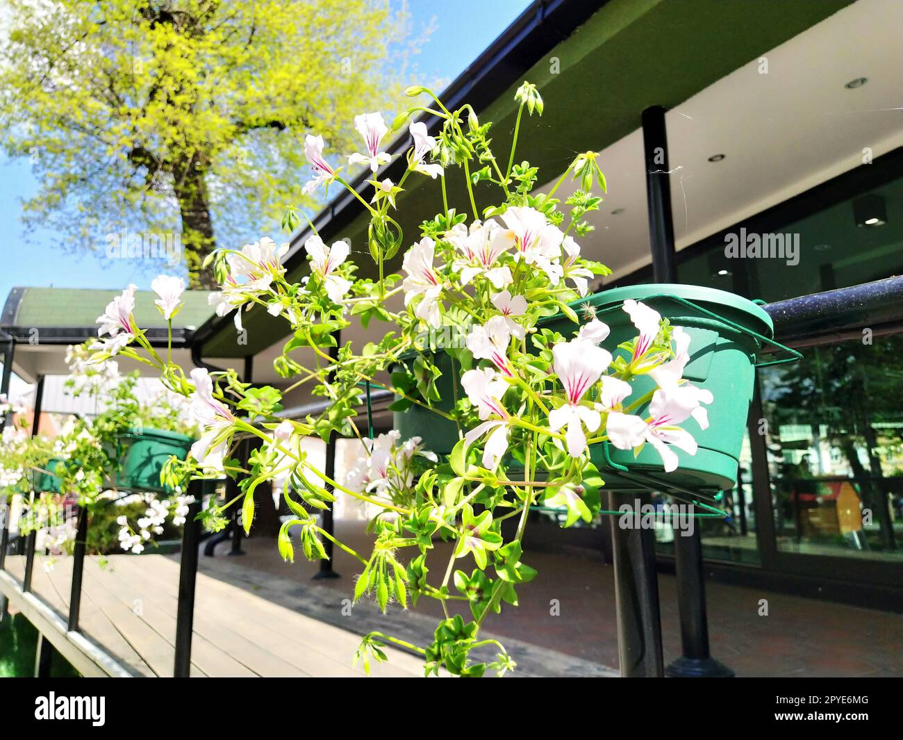 Pelargonium ist eine Gattung von Pflanzen der Familie Geraniumaceae. Weißes Efeu-Geranium mit roten Venen auf Blütenblättern. Blumenkasten. Dekoration von Balkonen, Fenstern, Fassaden von Häusern, Straßen, Rasen. Cranesbill. Stockfoto