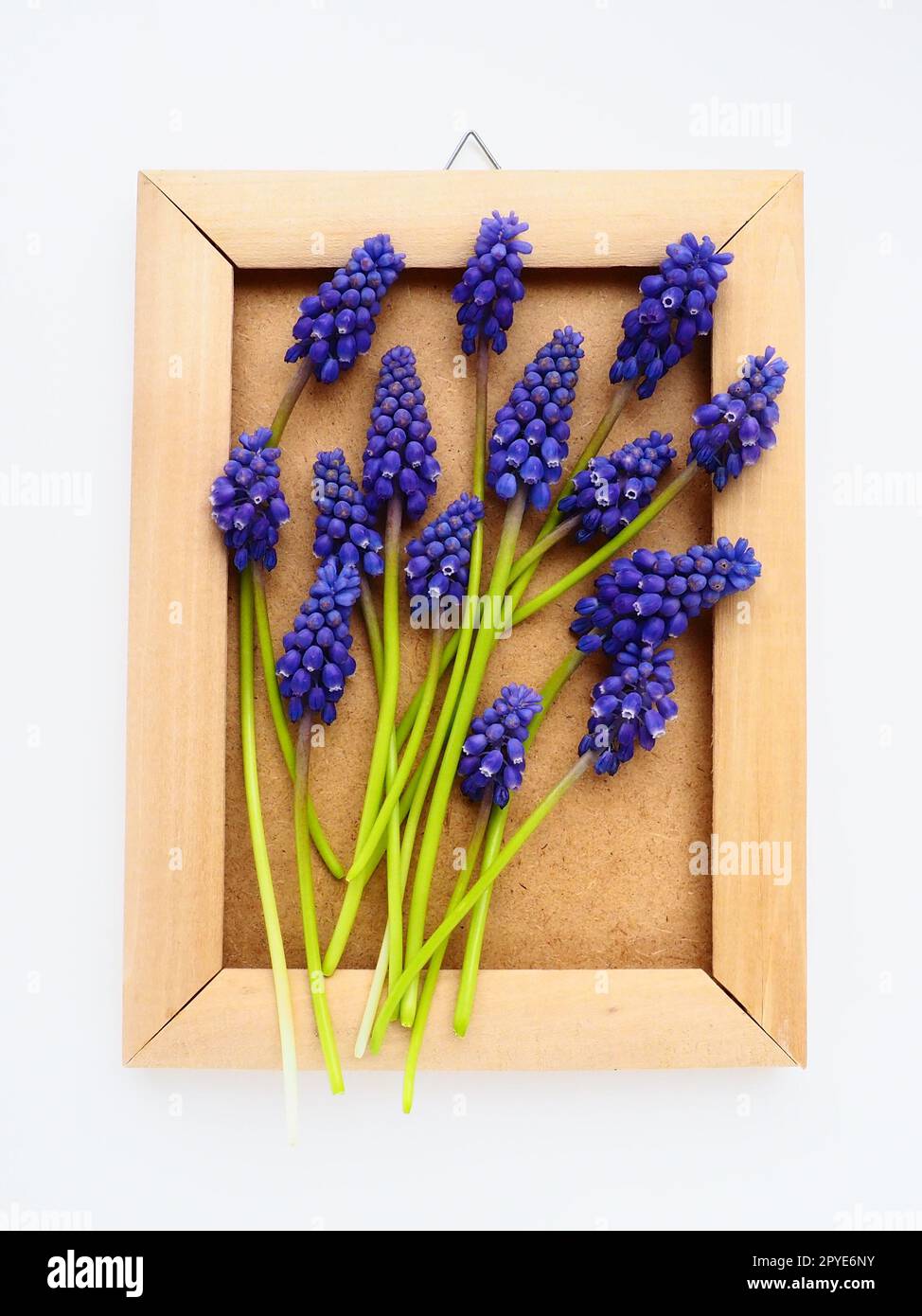 Blaue Frühlingsblumen auf weißem Hintergrund. Muscari armeniacum. Helle Postkarte, Glückwunsch. Kopierraum Standleben flach liegend. Armenische Traubenhyazinthe. Bilderrahmen aus Karton und Holz Stockfoto