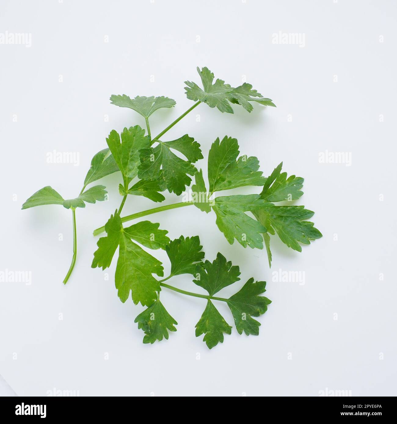 Petroselinum crispum, ein- bis zweijährige Pflanzen-Schirmfamilie Umbelliferae. Apium graveolens ist eine zweijährige Pflanze Apiaceae, eine Gemüsepflanze. Weißer Hintergrund. Stockfoto