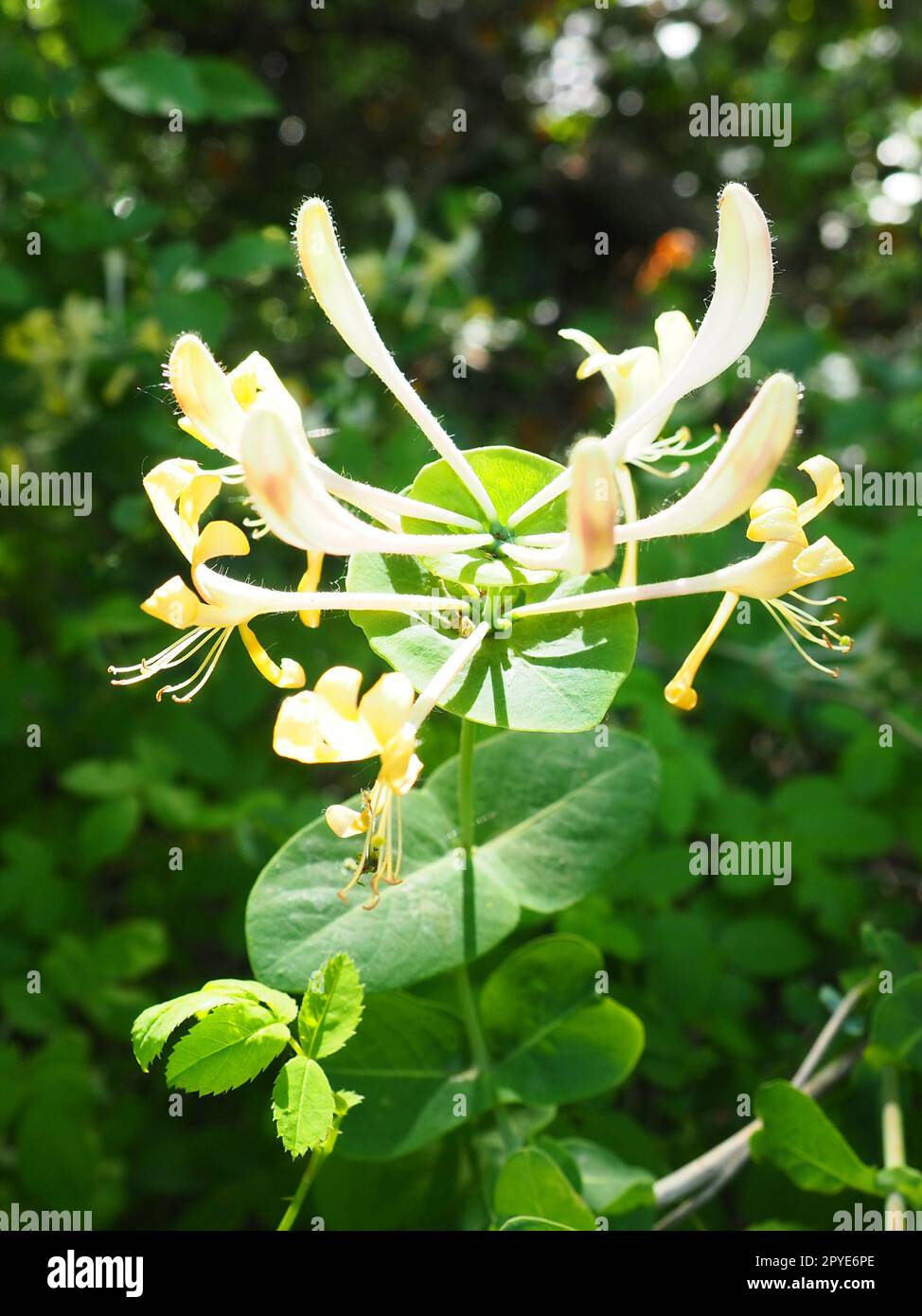 plants buddleia Li'l Raspberry Butterfly Bush main image 1