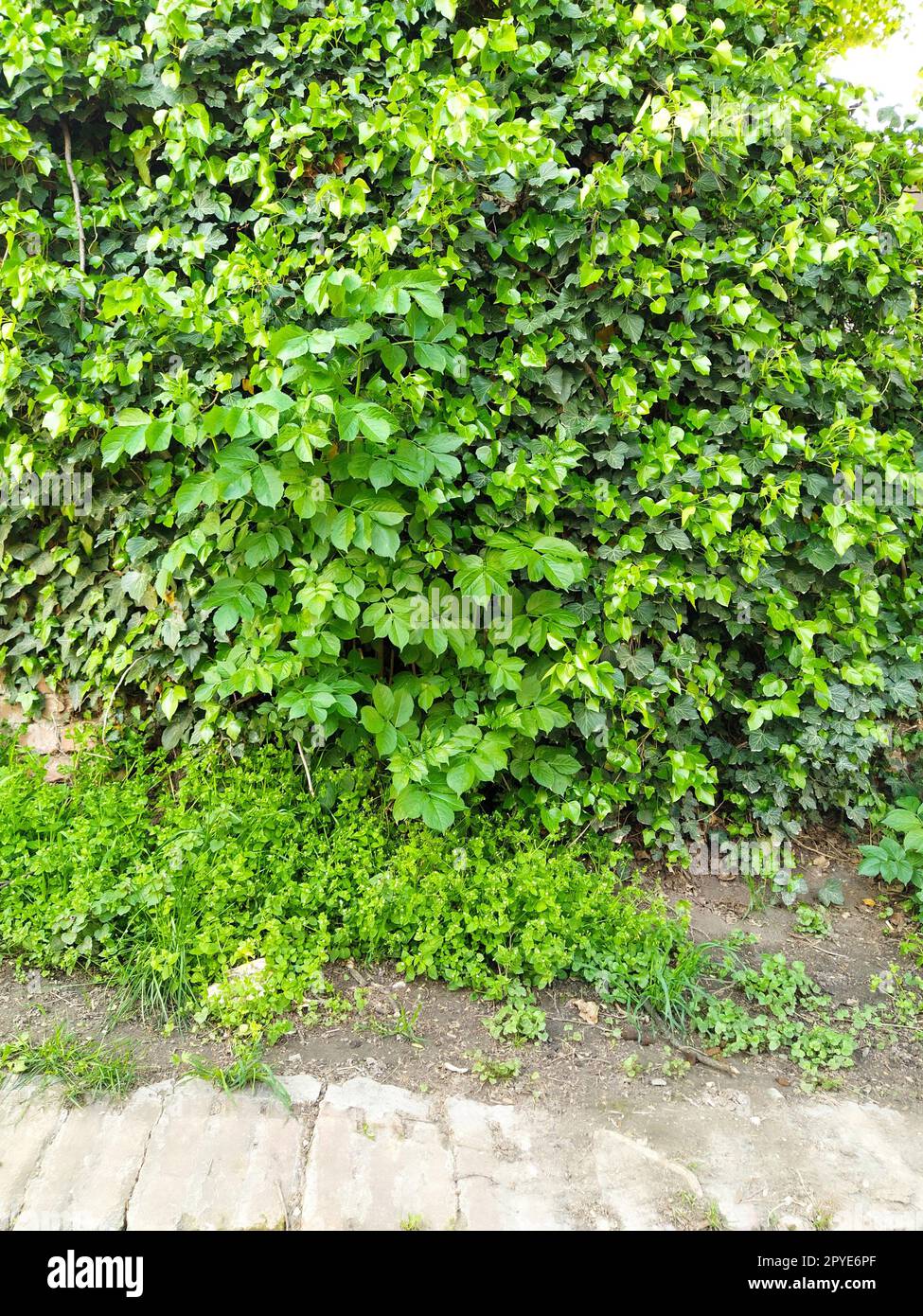 Blätter und junge Efeu-Triebe klettern die Mauer hoch. Europäischer Wald. Schleichende parasitäre Pflanze. Grünes Laub. Dreieckiges Blatt. Efeu oder Hedera Helix. Immergrüner Kletterstrauch, Kletterpflanze. Stockfoto
