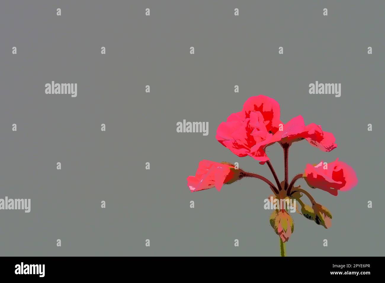 Leuchtend rosa oder purpurrot geranium pelargonium auf grauem Hintergrund. Geraniumblühen gegen eine graue Wand. Kopierraum. Postkarte oder leer für ein Poster. Glückwunsch - Einladung. Stockfoto