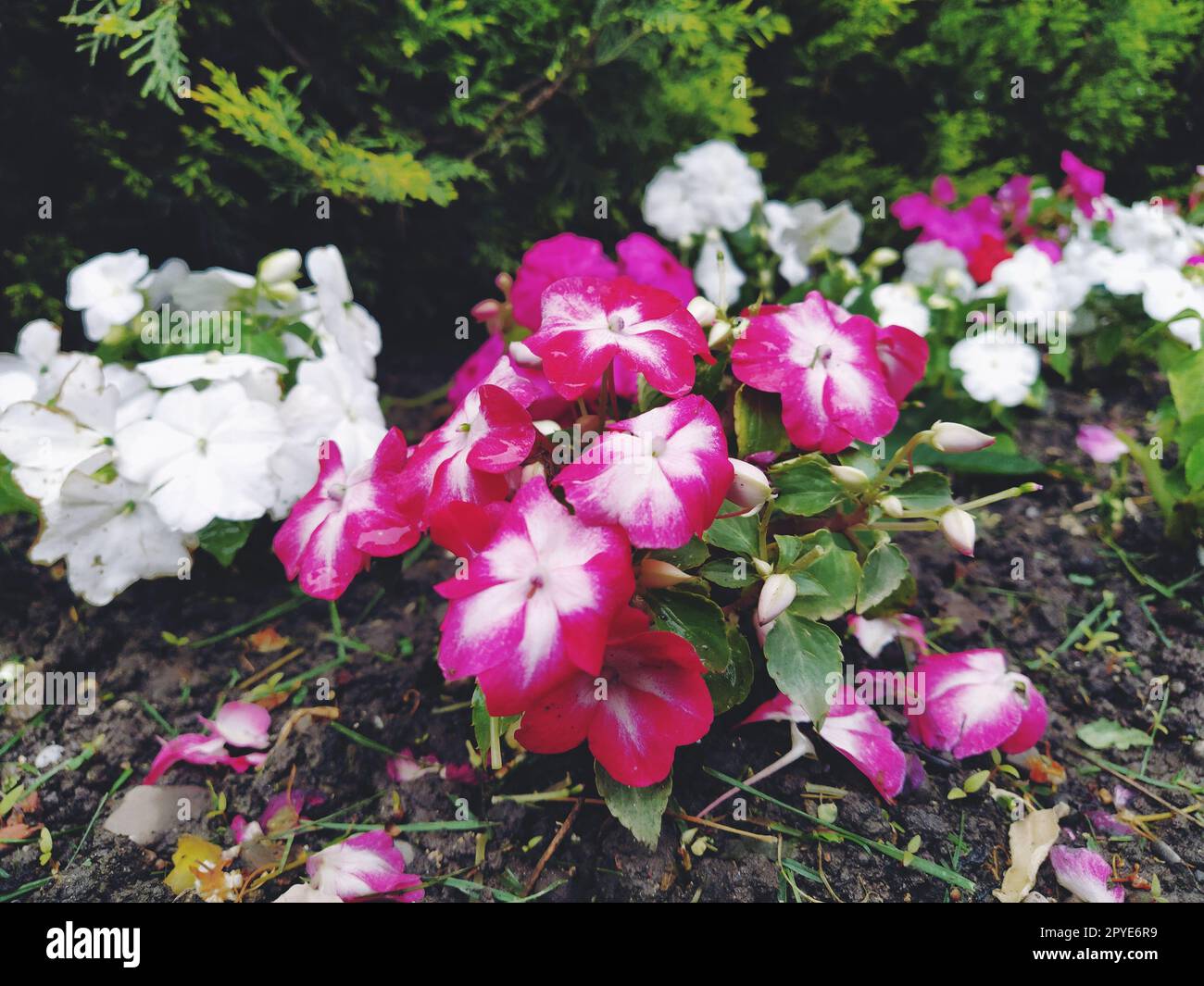 Petunia ist eine Gattung von Stauden- oder Strauchpflanzen der Familie der Solanaceae. Eine Ziersorte, die jährlich als Petunia hybrida oder Petunia Garden angebaut wird. Weiße und rosa gestreifte Blumen Stockfoto