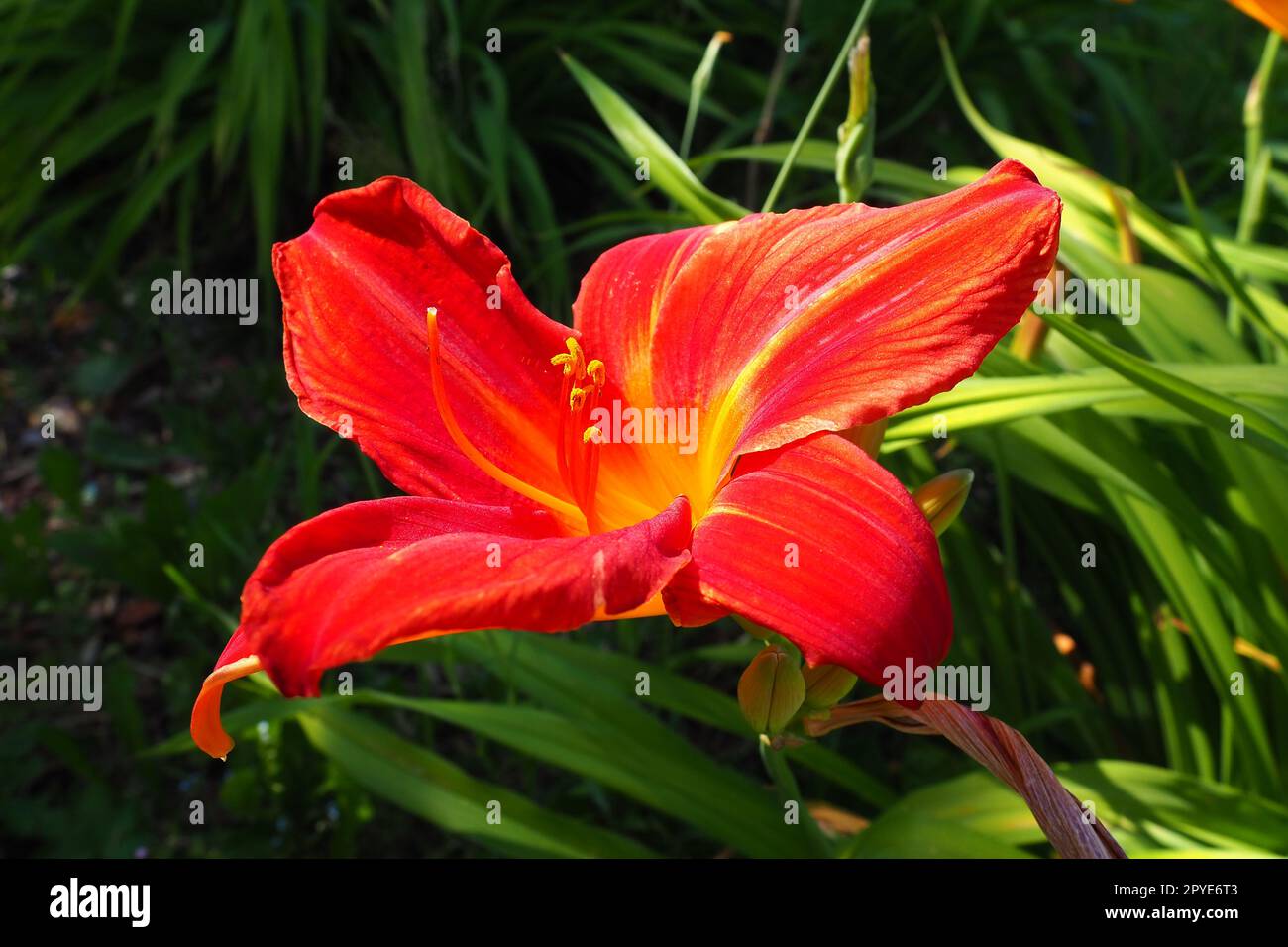 Hemerocallis Hybrid Anzac ist eine Gattung von Pflanzen der Familie Lilaynikov Asphodelaceae. Wunderschöne rote Lilienblüten mit sechs Blütenblättern. Lange, dünne grüne Blätter. Blüte und Pflanzenproduktion als Hobby Stockfoto
