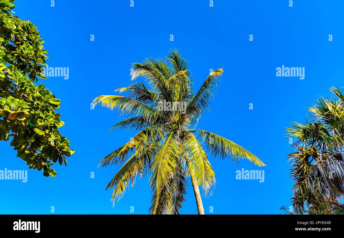 Tropische natürliche Palmen Kokosnüsse blauer Himmel in Mexiko. Stockfoto