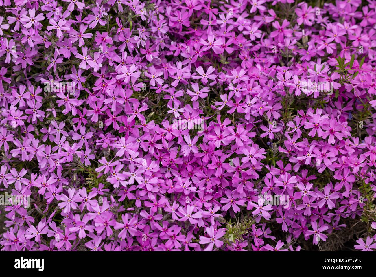 Lila Aubrieta deltoidea blüht im Garten. Stockfoto