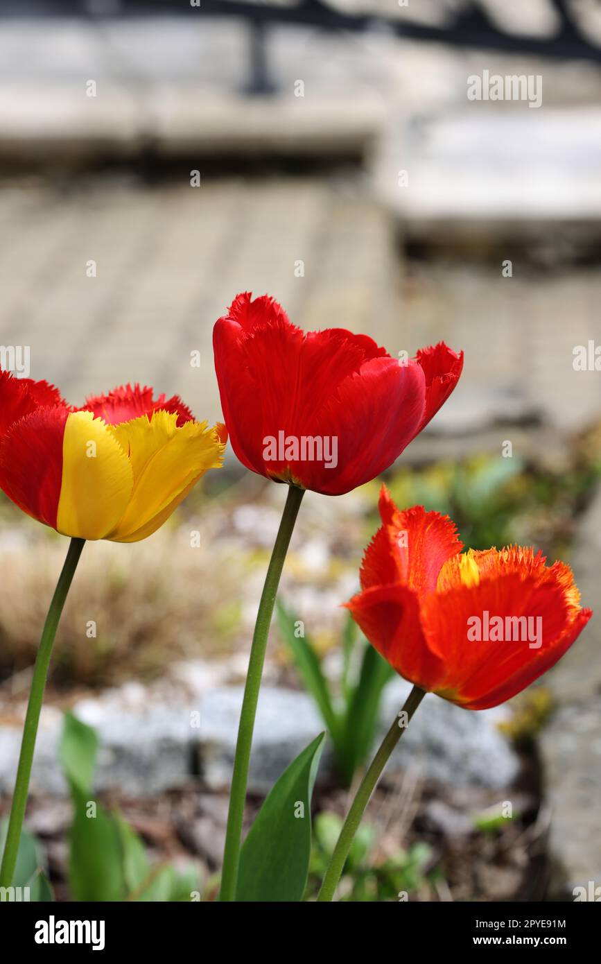 Gelbe und rote Tulpen blühen in einem Garten Stockfoto