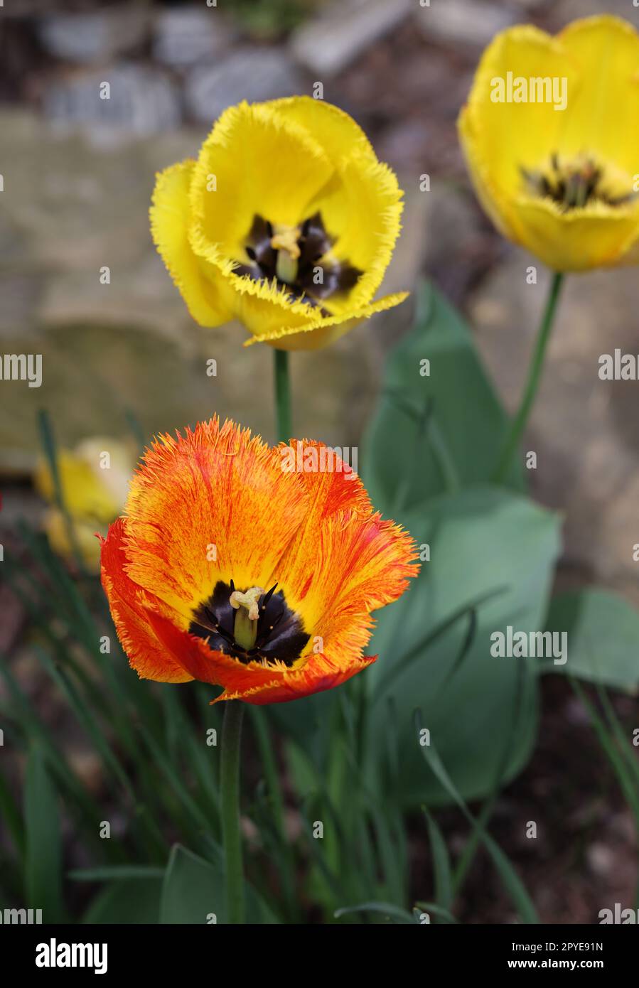 Gelbe und rote Tulpen blühen in einem Garten Stockfoto