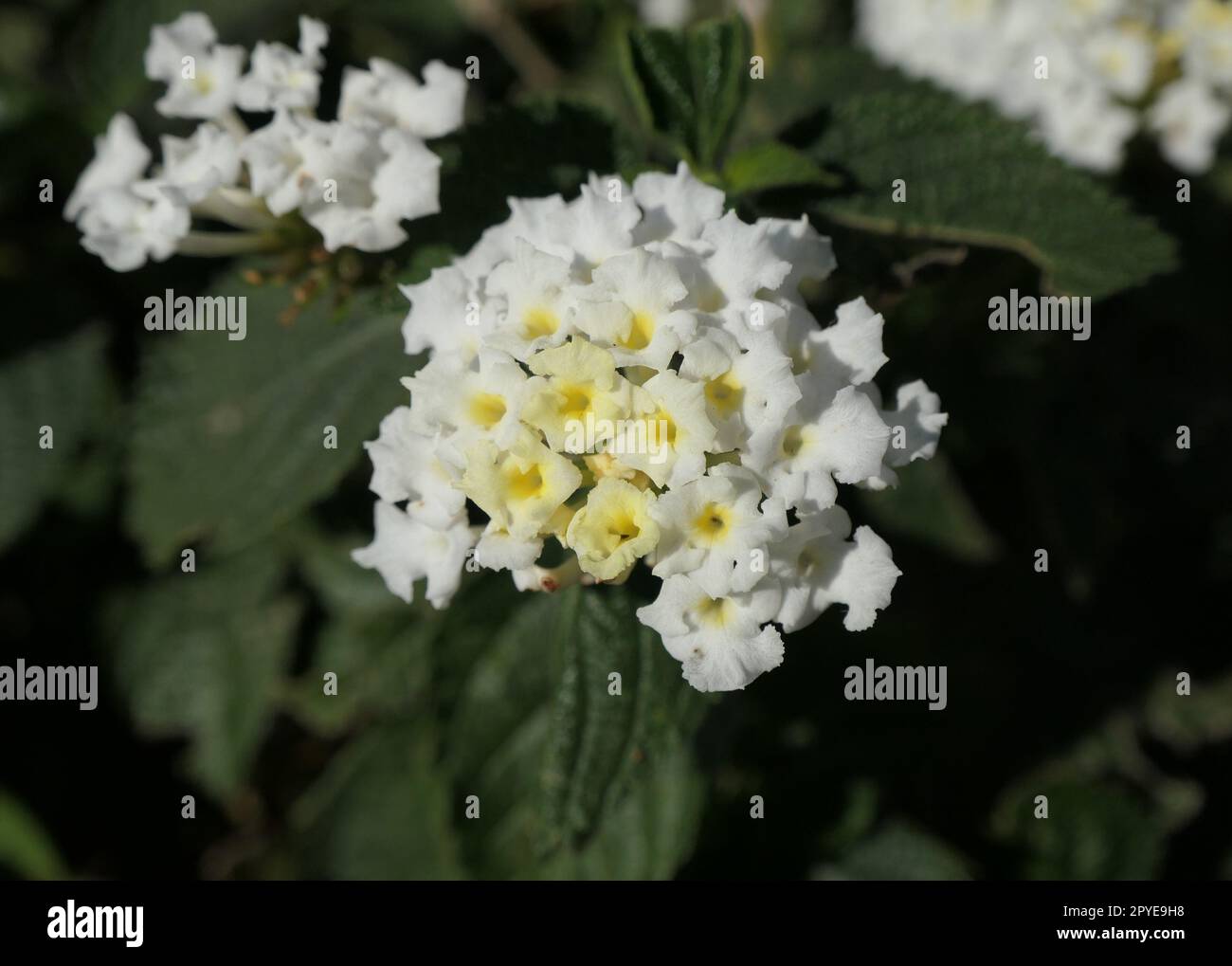 Weiße lantana blüht im Garten Stockfoto