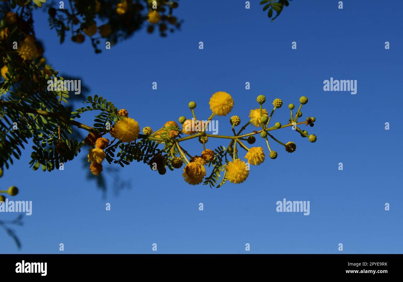 Ein Ast von Akazien im Stadtpark Stockfoto