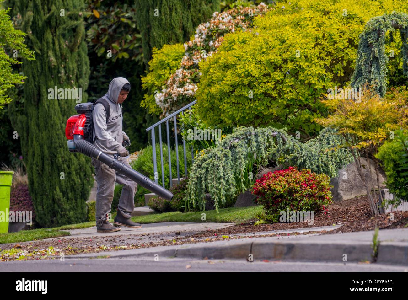 Im US-Bundesstaat Kirkland, Washington, werden gasbetriebene Laubblasgeräte eingesetzt, um Schmutz von Bürgersteigen abzublasen. Stockfoto