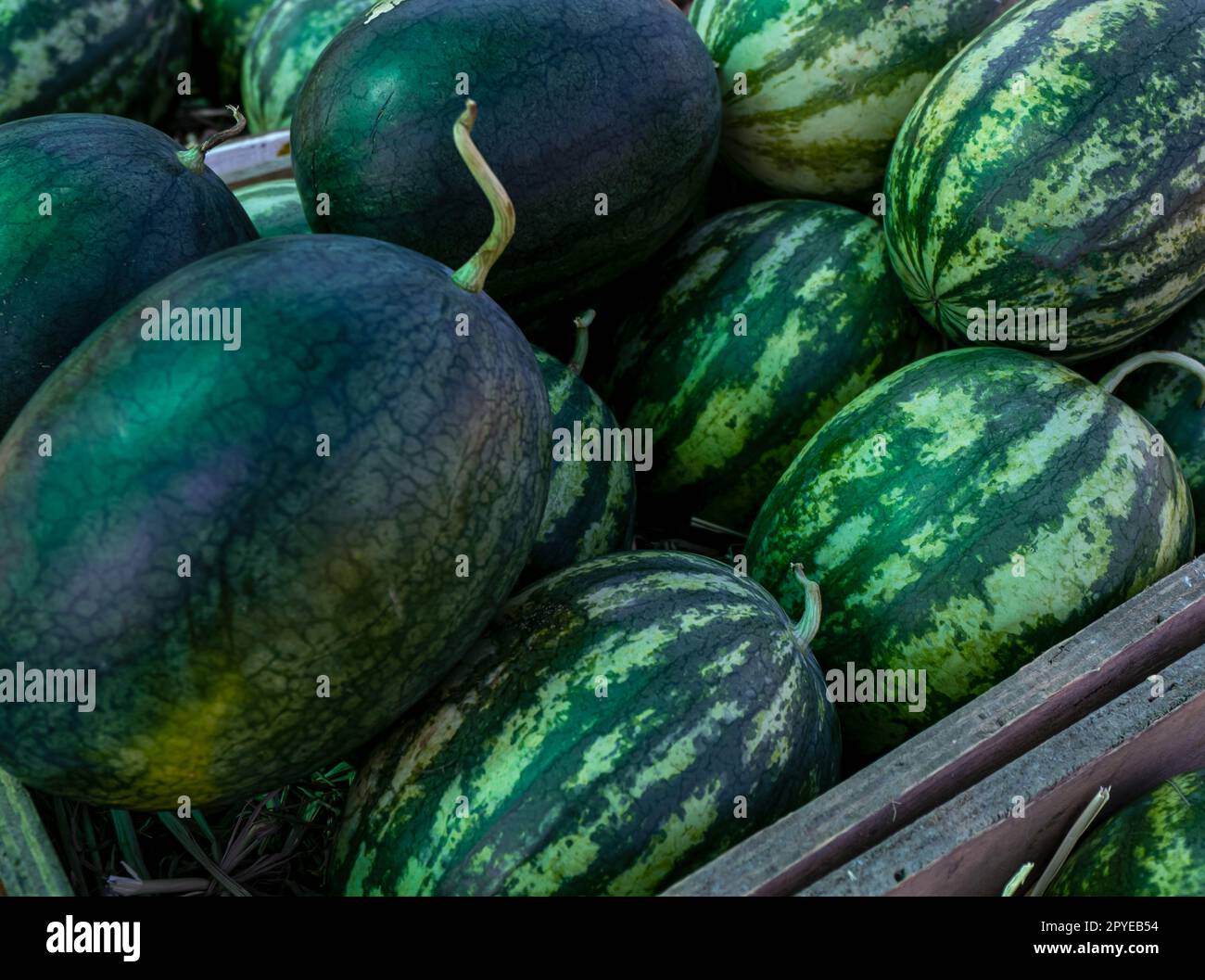 Großhaufen Wassermelonen mit grüner Schale auf dem Markt. Wassermelone aus einem Biobauernhof. Tropische saftige Fleischfrüchte. Gesundes Essen. Früchte des Sommers. Die süße, saftige rote oder rosa Frucht. Stockfoto