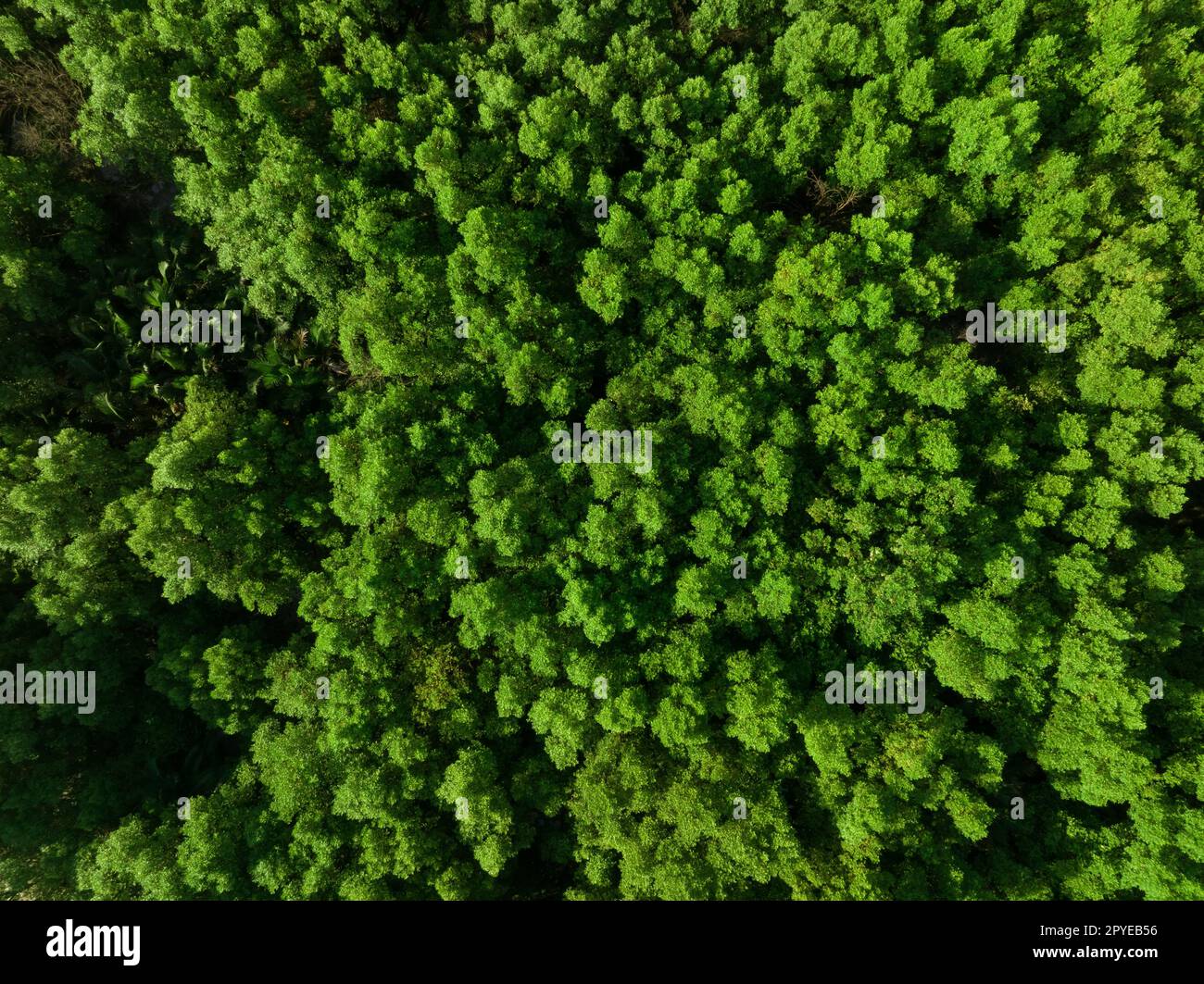 Draufsicht auf den Mangrovenwald. Die Drohnenansicht der dichten grünen Mangrovenbäume erfasst CO2 cm. Grünbäume als Hintergrund für CO2-Neutralität und das Konzept der Netto-Null-Emissionen. Nachhaltige grüne Umwelt. Stockfoto