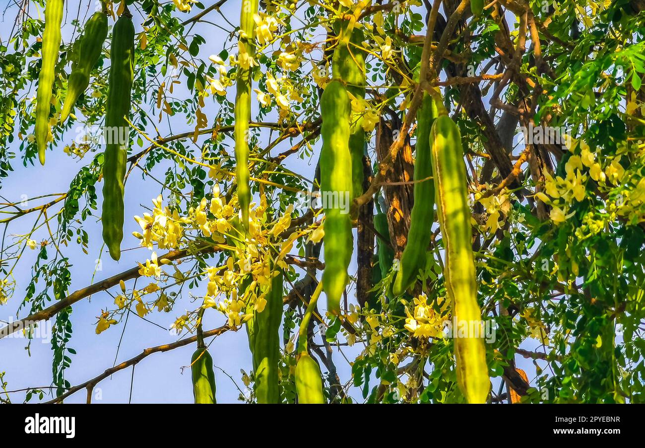 Samen von Moringa-Baum auf grünem Baum mit blauem Himmel Mexiko. Stockfoto