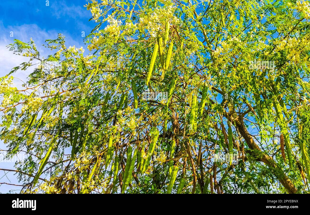 Samen von Moringa-Baum auf grünem Baum mit blauem Himmel Mexiko. Stockfoto