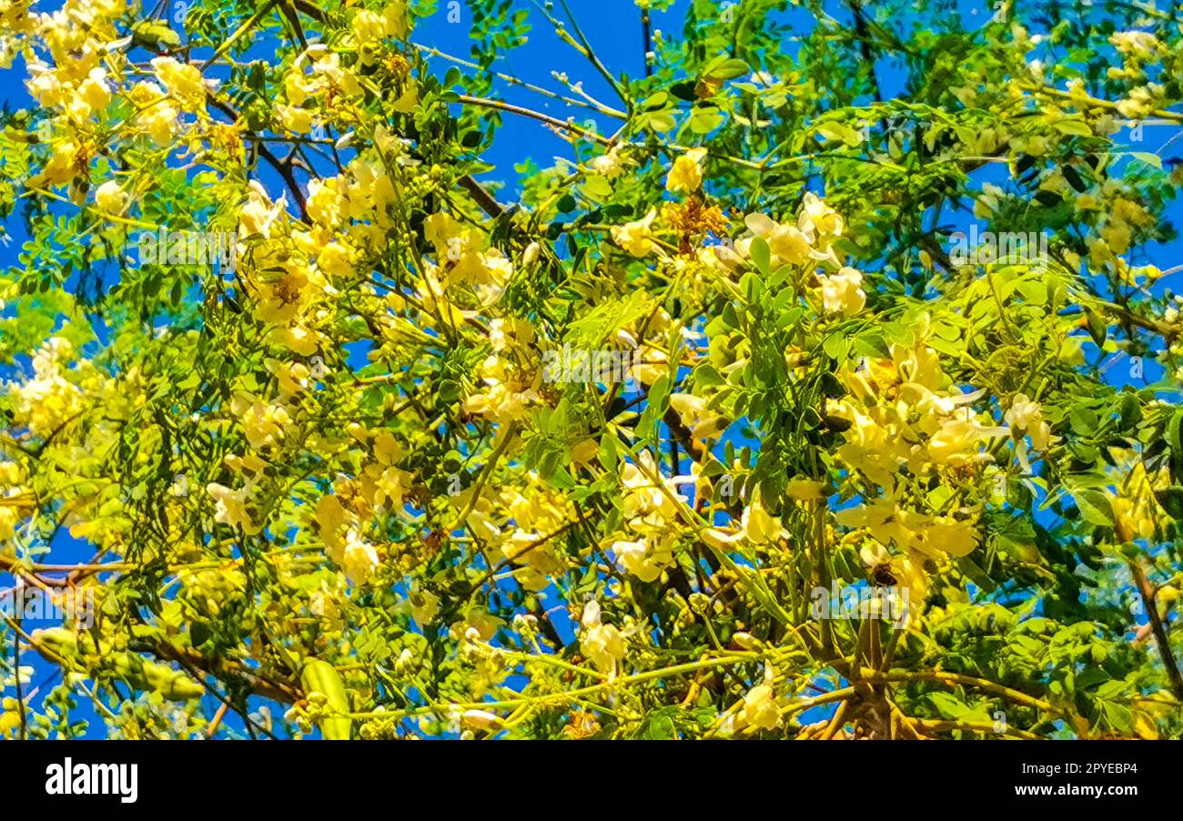 Samen von Moringa-Baum auf grünem Baum mit blauem Himmel Mexiko. Stockfoto