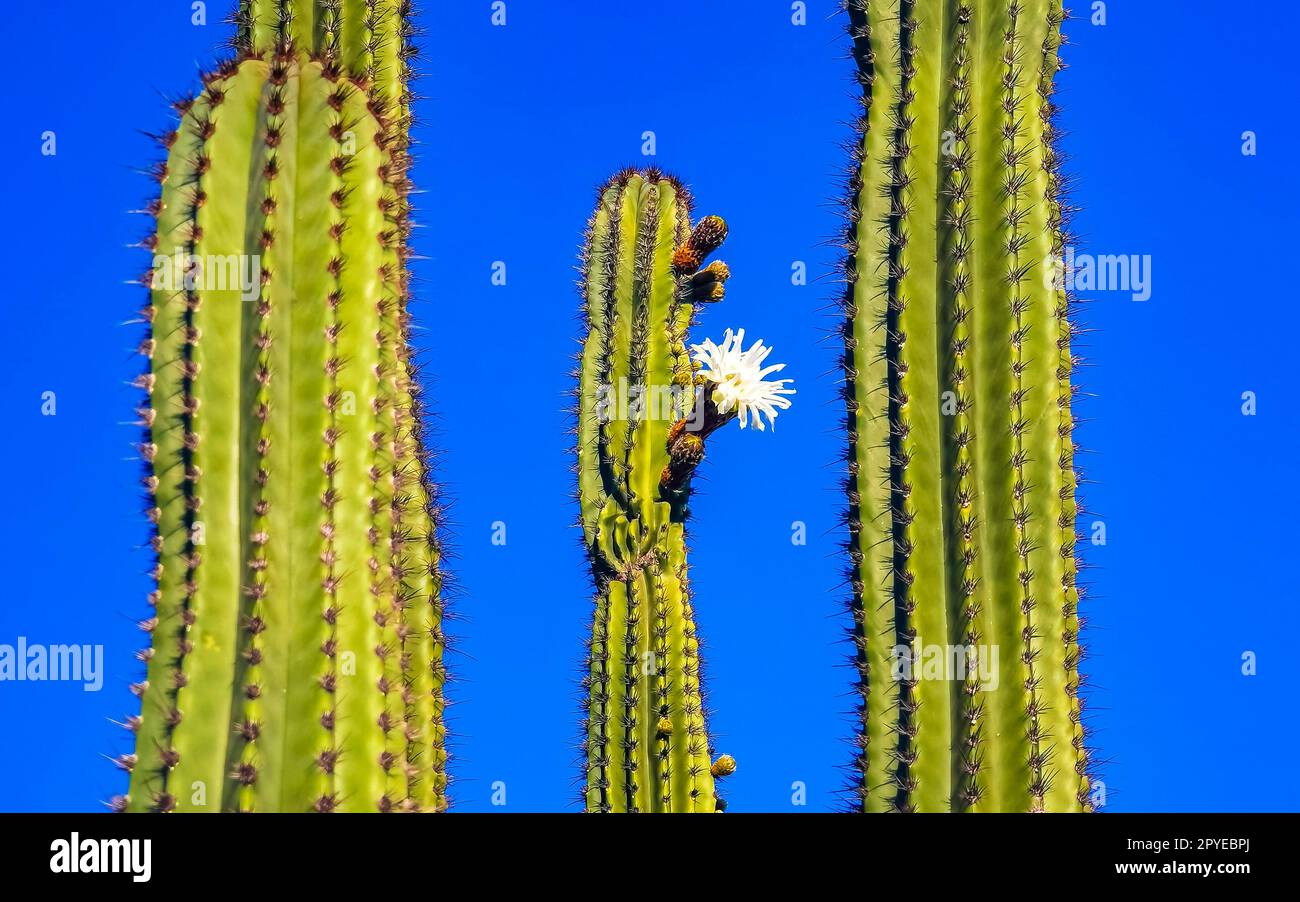 Tropische Kakteen mit weißen Blüten blühen Mexiko. Stockfoto