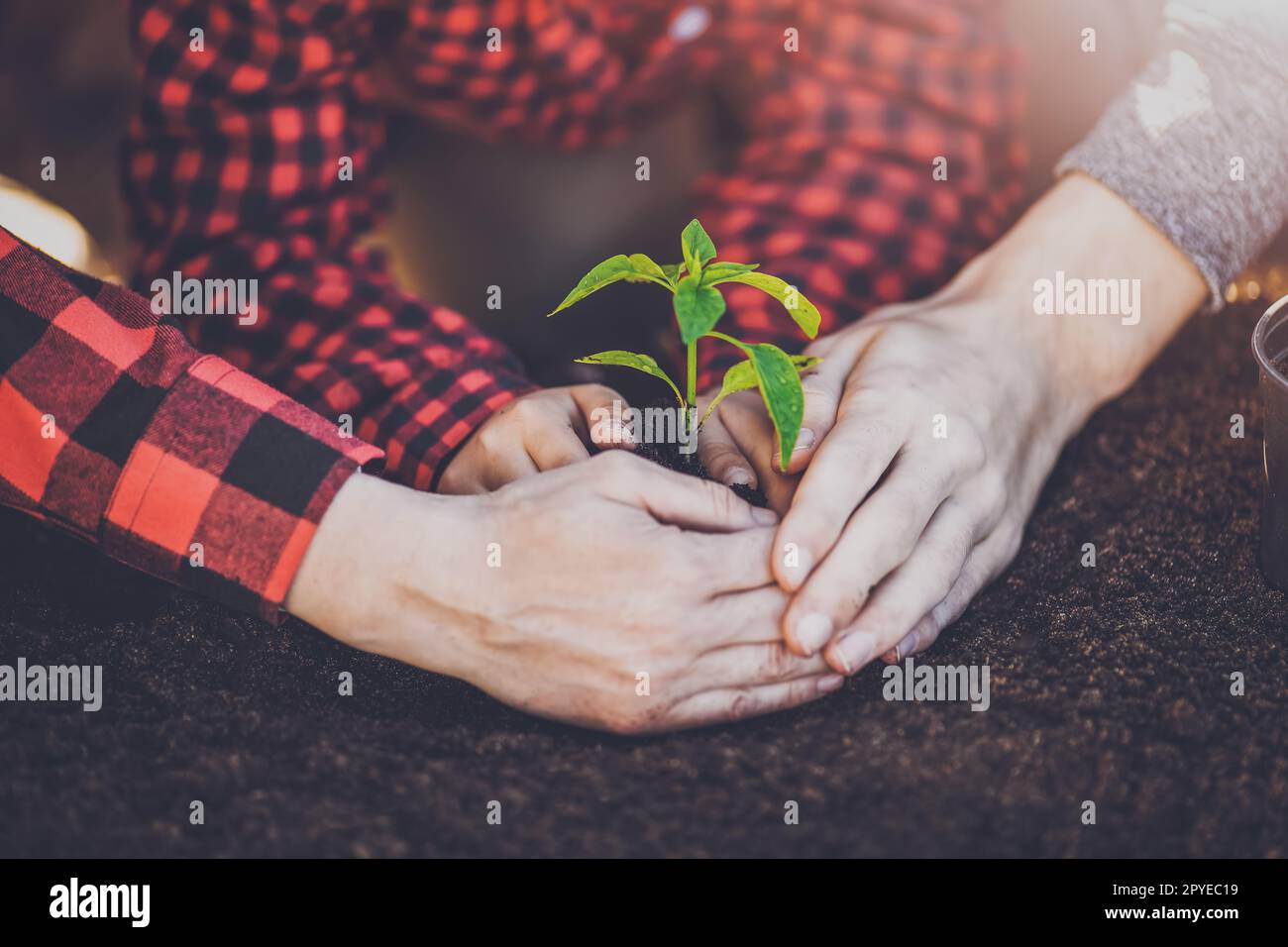 Vater, Mutter und ihr Kind halten eine junge Pflanze zusammen, die im Boden gewachsen ist. Stockfoto