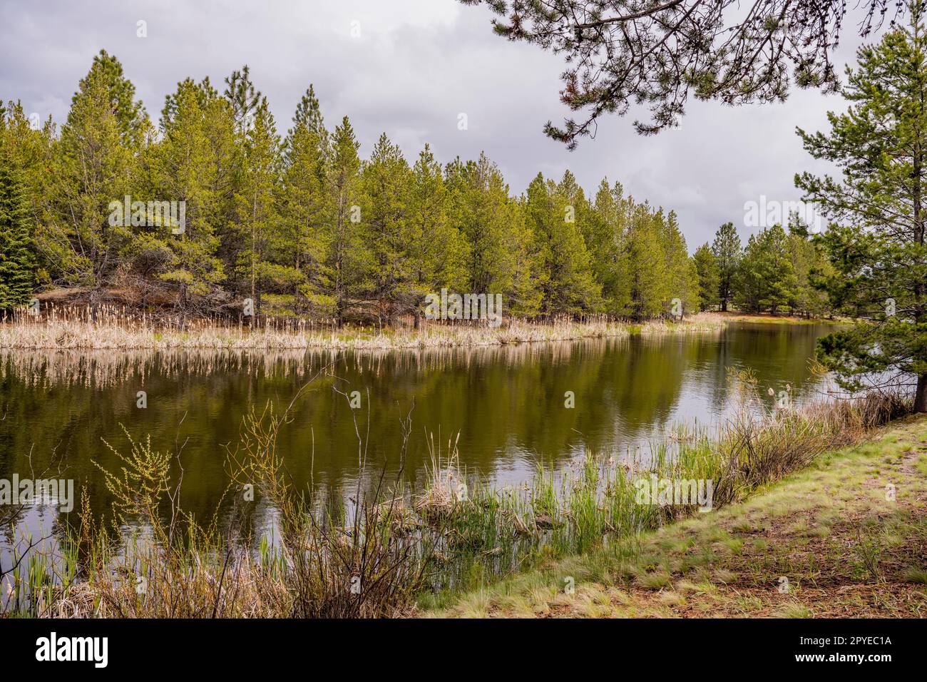 Blick auf die Feuchtgebiete im Sunriver Nature Center in Sunriver bei Bend, Oregon. Stockfoto