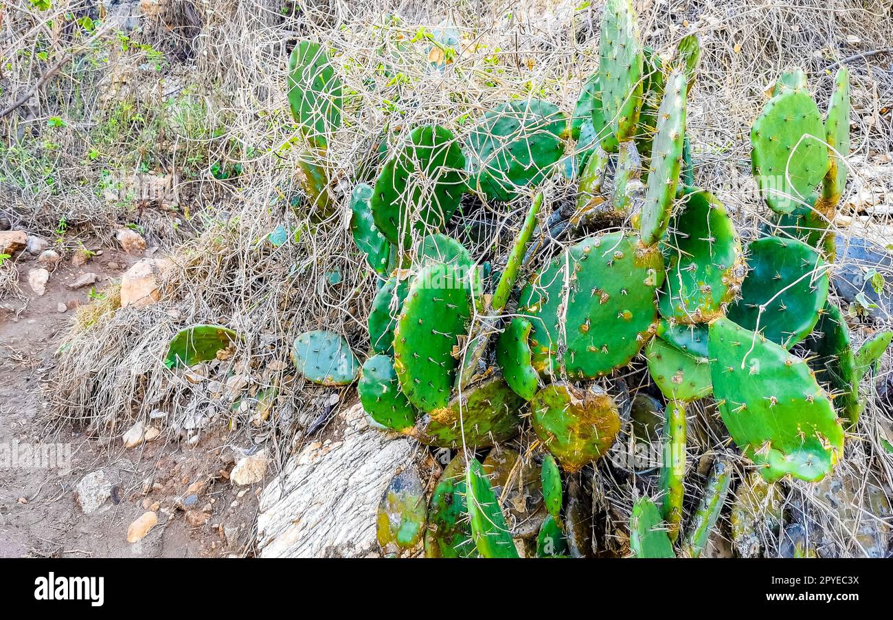Tropische Kakteen Kakteen Pflanzen natürlicher Dschungel Puerto Escondido Mexiko. Stockfoto