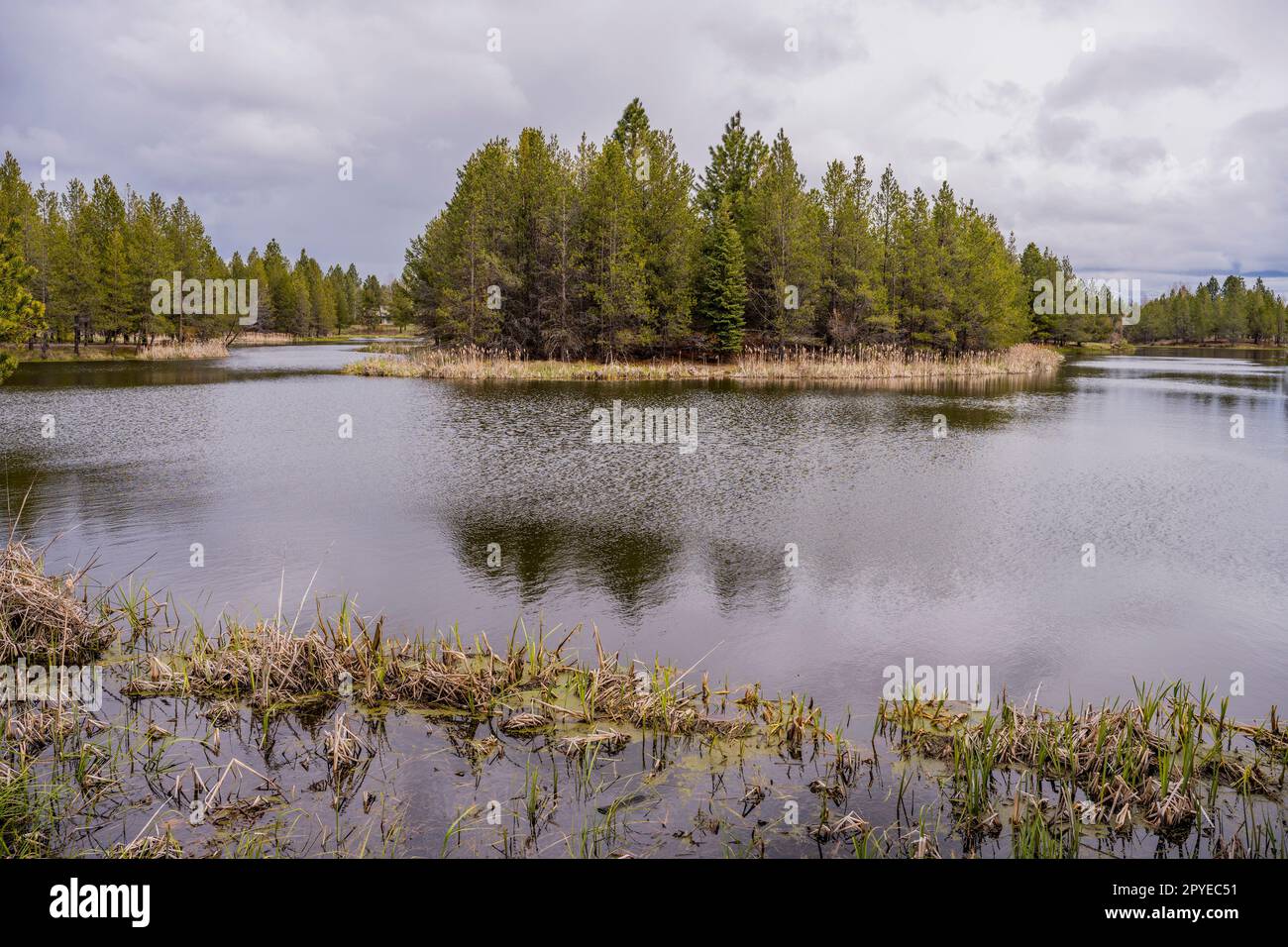 Blick auf die Feuchtgebiete im Sunriver Nature Center in Sunriver bei Bend, Oregon. Stockfoto