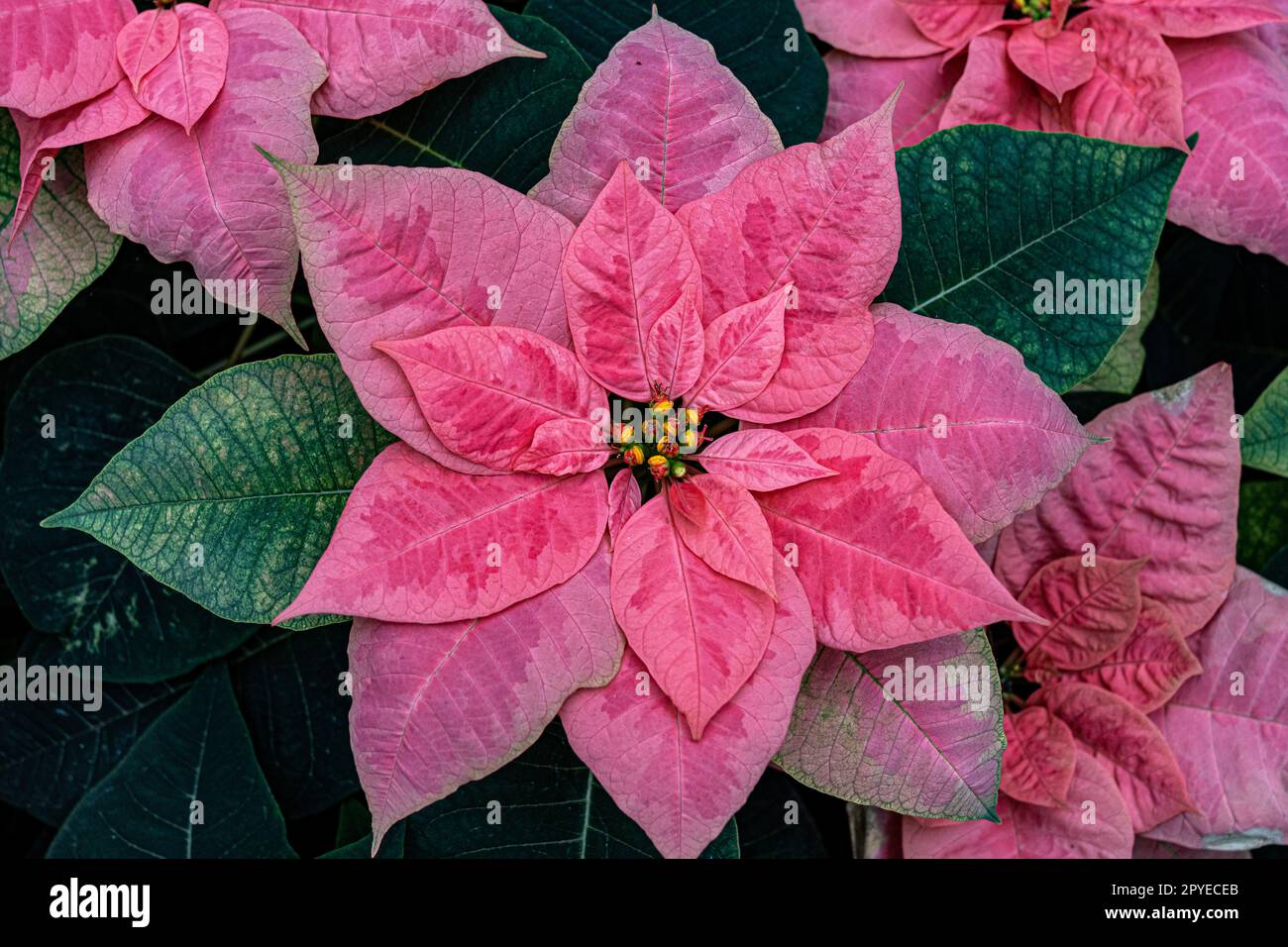 Rosafarbene Blume, grüne Blätter und gelbes Pistil in der Mitte Stockfoto