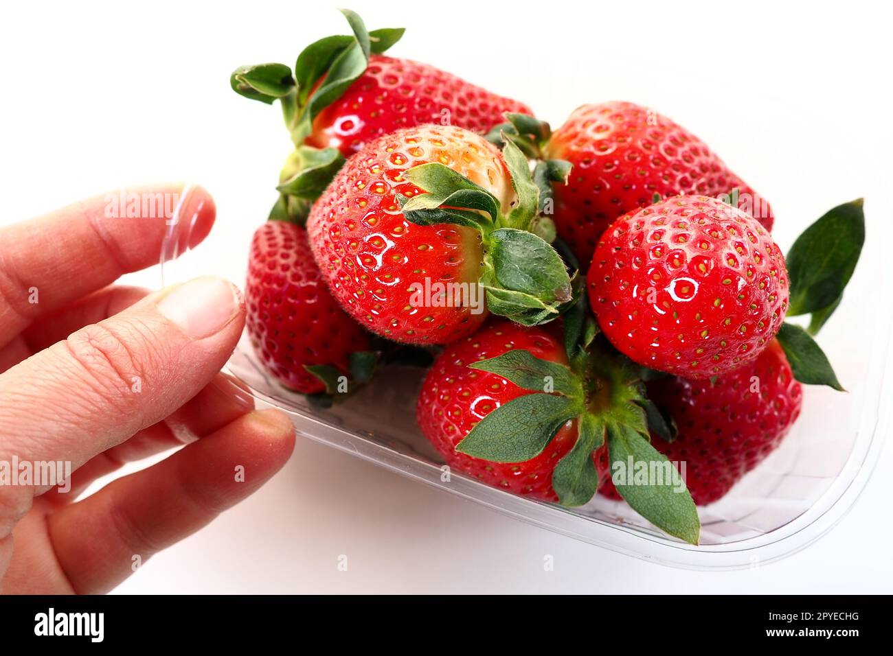 Reife Erdbeeren in einer Kunststoffverpackung auf weißem Hintergrund. Köstliche frische Beeren in einem Behälter zum Verkauf an Kunden. Lebensmittel frisch halten. Gesundes Essen. Frauenhand mit Erdbeeren. Stockfoto