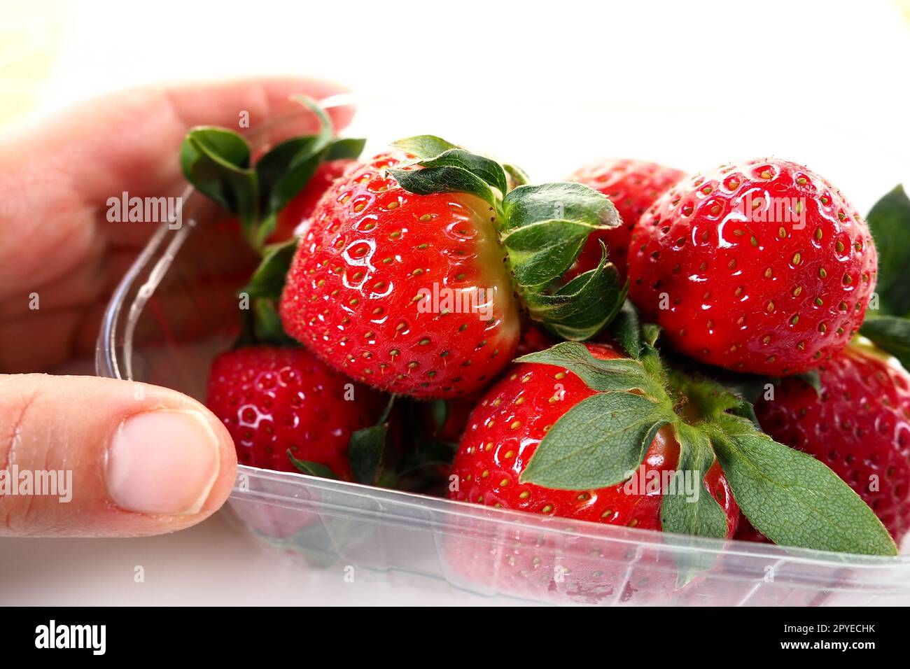 Reife Erdbeeren in einer Kunststoffverpackung auf weißem Hintergrund. Köstliche frische Beeren in einem Behälter zum Verkauf an Kunden. Lebensmittel frisch halten. Gesundes Essen. Frauenhand mit Erdbeeren. Stockfoto