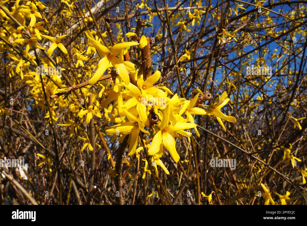 Forsythia ist eine Gattung von Sträuchern und kleinen Bäumen der Familie Oliven. Zahlreiche gelbe Blüten auf Ästen und Triebe. Klasse des dicotyledonösen Ordens Lamiaceae, Familie der Oliven, Gattung Forsythia Stockfoto