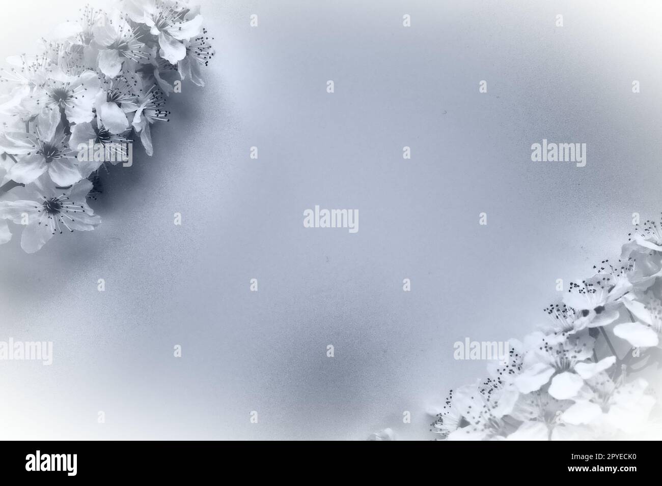 Vogelkirsche, Kirsche oder süße Kirschblüten und Kopierraum in der Mitte. Frühlingsblumen und abstrakter Hintergrund. Zwei Zweige mit vielen Blumen. Schwarzweißfoto. Postkarte für Text Stockfoto