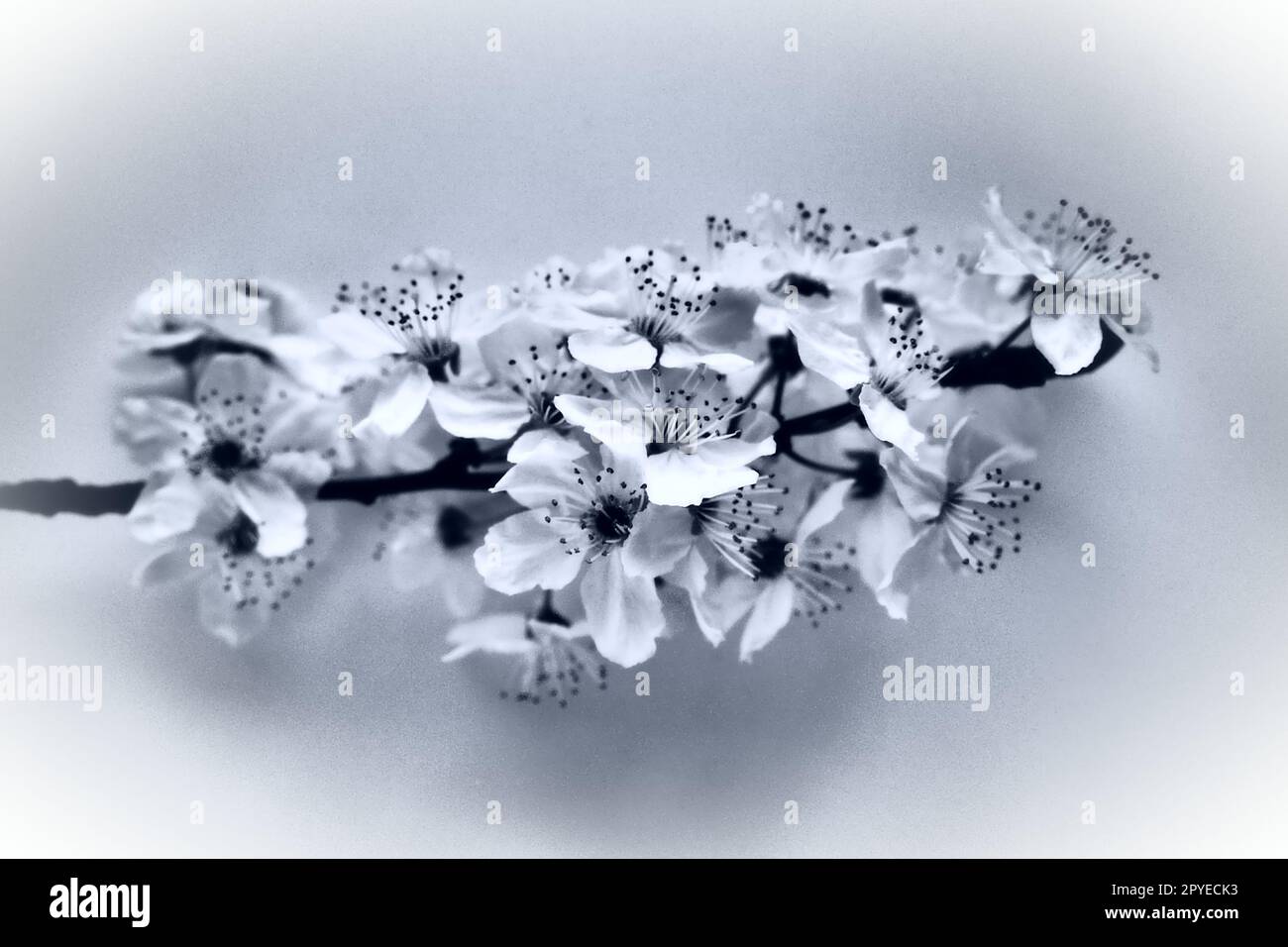 Vogelkirsche, Kirsche oder süße Kirschblüten auf weißem Hintergrund. Frühlingsblumen auf einem weißen Blatt Papier. Ein Ast mit vielen Blumen. Schwarzweißfoto mit weißer Vignette Stockfoto