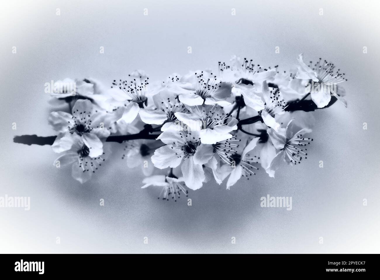 Vogelkirsche, Kirsche oder süße Kirschblüten auf weißem Hintergrund. Frühlingsblumen auf einem weißen Blatt Papier. Ein Ast mit vielen Blumen. Schwarzweißfoto mit weißer Vignette Stockfoto