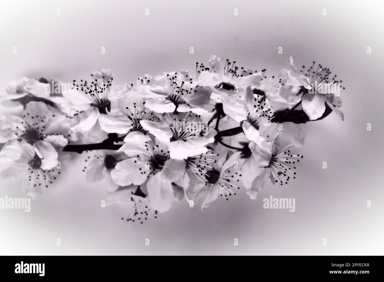 Vogelkirsche, Kirsche oder süße Kirschblüten auf weißem Hintergrund. Frühlingsblumen auf einem weißen Blatt Papier. Ein Ast mit vielen Blumen. Schwarzweißfoto mit weißer Vignette Stockfoto