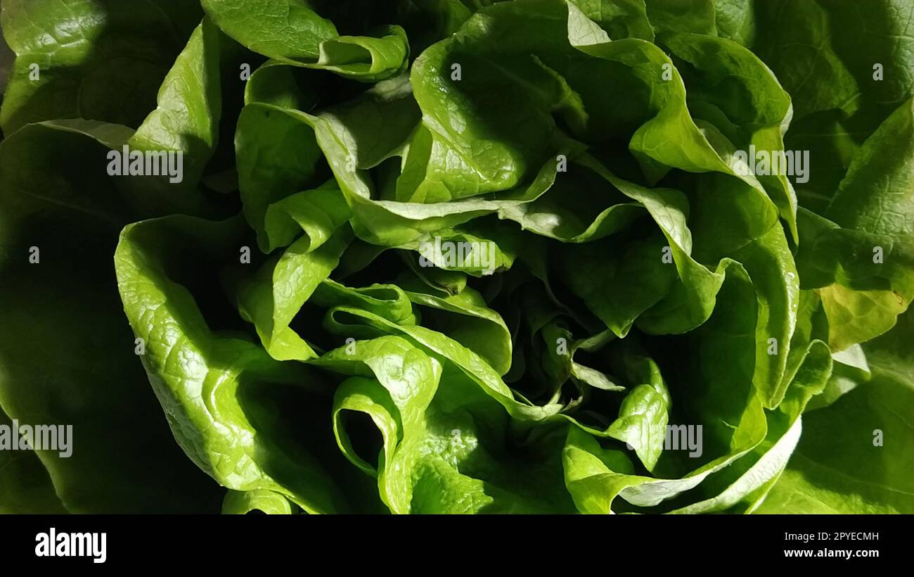 Salat im Waschbecken. Grüne Blätter werden von der Morgensonne beleuchtet. Diät-Produkt zur Gewichtsabnahme und richtigen Ernährung. Vitamine und Mineralien. Für den menschlichen Verzehr bestimmte Pflanzen Stockfoto