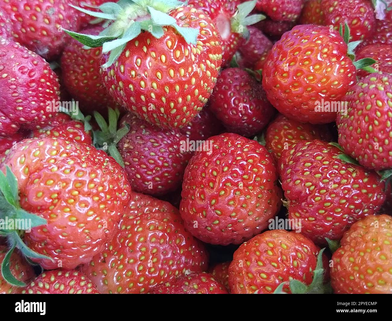 Wunderschöne, glatte, rote, reife Erdbeertäfelung. Viele Erdbeeren mit grünen Blättern. Vegetarische Speisen voller Vitamine, Mineralien und Nährstoffen. Gartenerdbeeren im Laden. Stockfoto