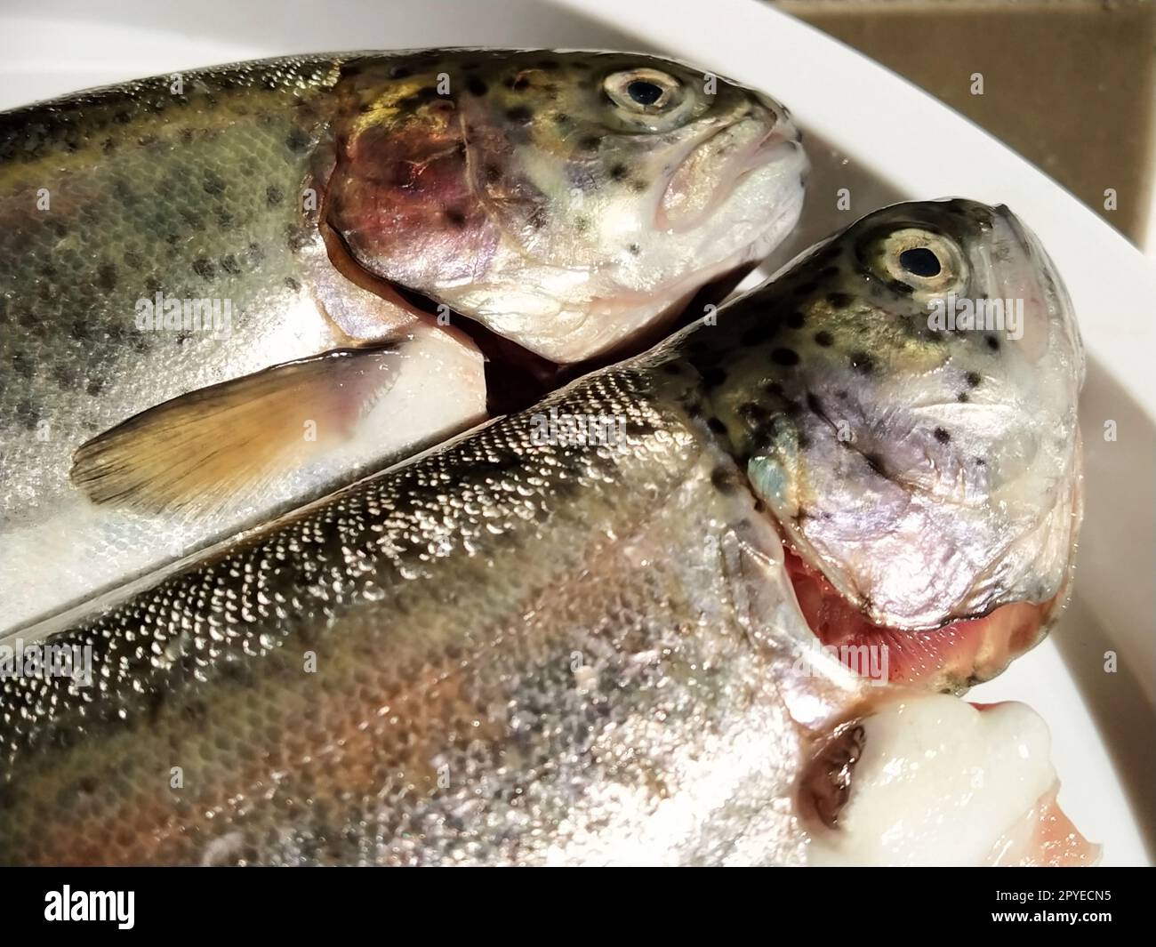 Zwei Forellenfische auf einem weißen Teller. Frischer essbarer Fisch aus nächster Nähe. Glänzende Schuppen am Körper, durchsichtige Augen der Fische. Reich an Omega-3 ungesättigten Fettsäuren für eine gesunde Ernährung. Mediterrane Diät Stockfoto