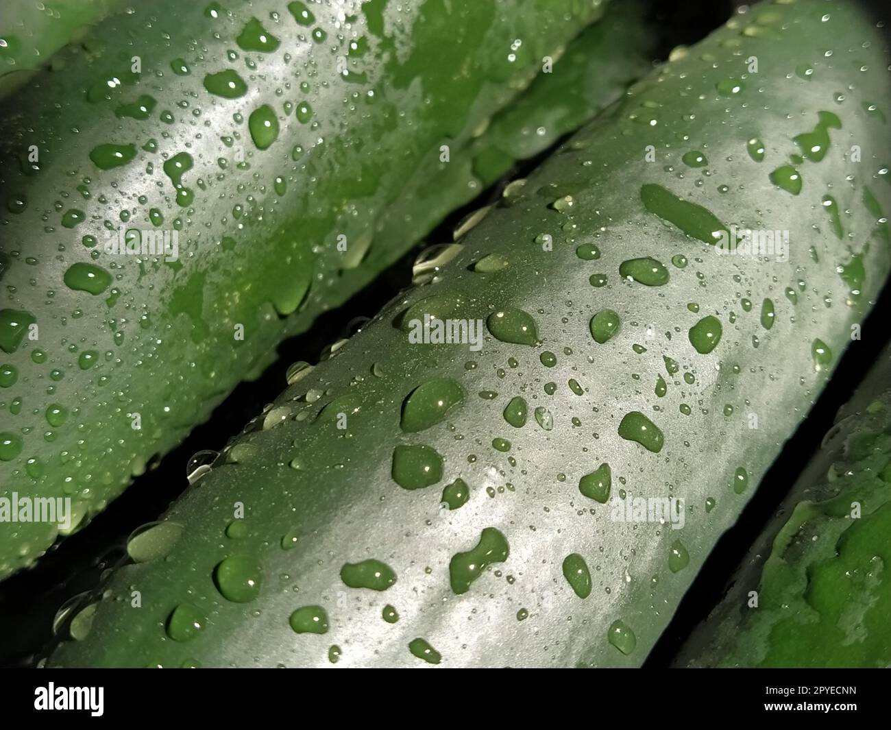 Nasse Gurken. Waschen Sie das Gemüse gründlich mit Wasser. Prävention von Infektionskrankheiten. Nahaufnahme von grünem Gemüse. Vegetarismus. Vitamin. Pflanzliche Diät. Wassertropfen funkeln im Sonnenlicht Stockfoto