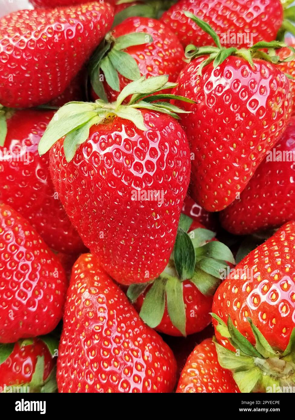 Rote reife Erdbeeren. Viele Erdbeeren mit grünen Blättern. Vegetarische Pflanzennahrung mit Vitaminen, Mineralien und Nährstoffen. Erdbeeren im Laden Stockfoto