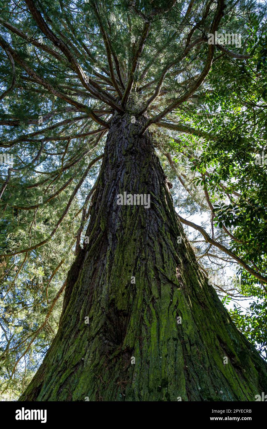 Langer und moosiger Baumstamm von riesigen Mammutbäumen Stockfoto