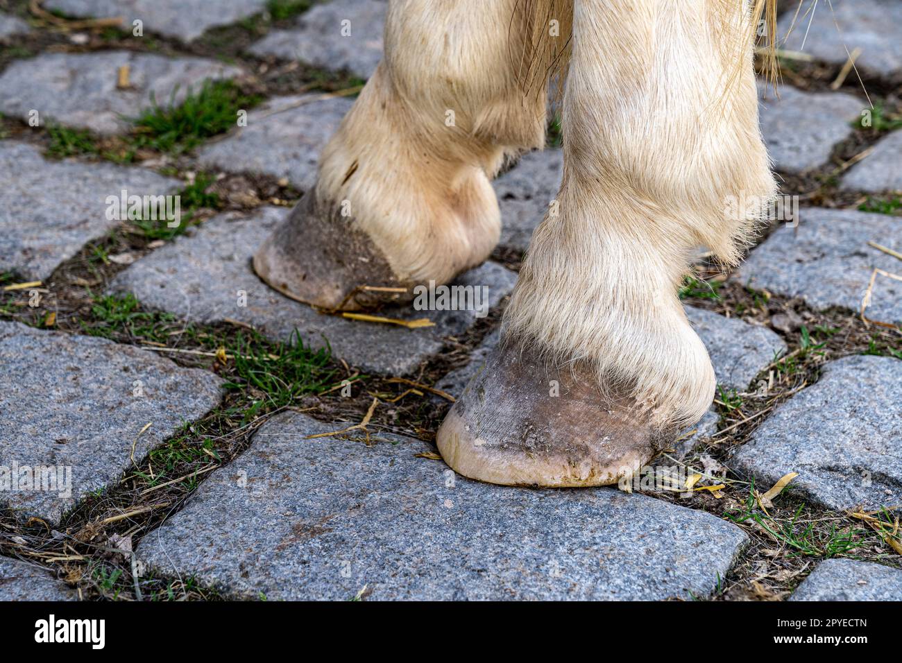 Hufe eines Pferdes auf grauen Pflastersteinen Stockfoto