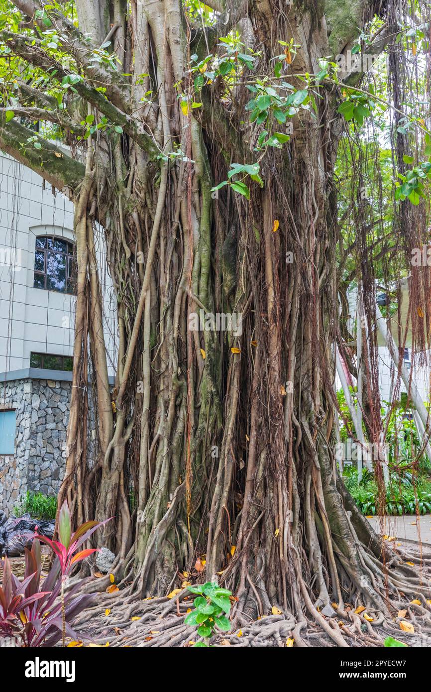 Banyanbaum auf den Malediven Stockfoto